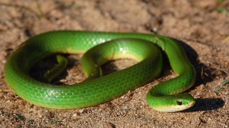 The Lincoln Park Zoo is breeding and releasing smooth green snakes, a species that's harmless to humans, in their preferred moist, marshy habitats. (squamatologist / Flickr)