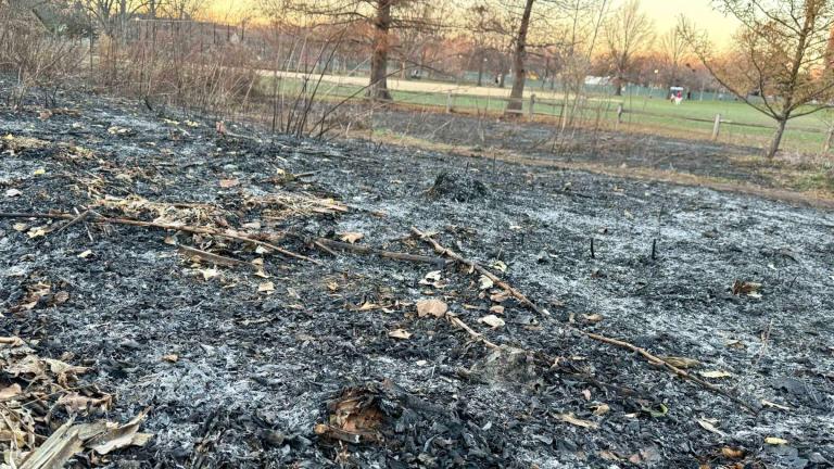 Winnemac Park's natural area the day after the Chicago Park District conducted a controlled burn, Dec. 8, 2024. (Patty Wetli / WTTW News)