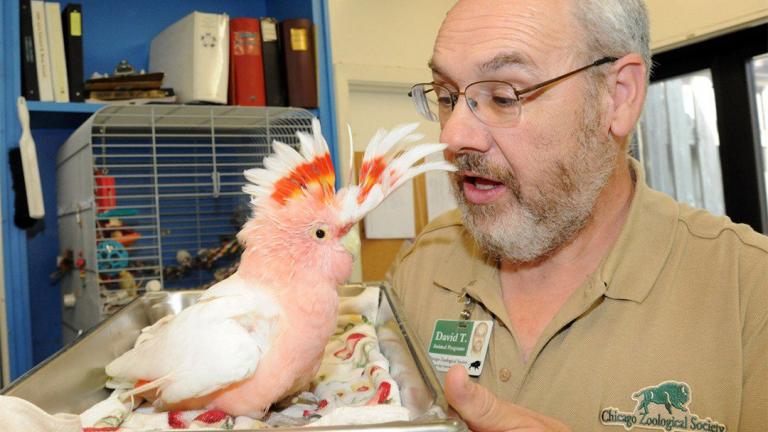 (Courtesy Chicago Zoological Society)