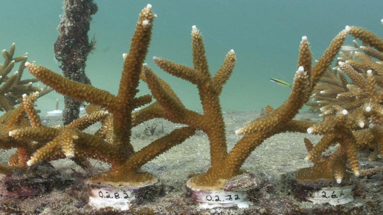In this Thursday, Sept. 27, 2012, file photo, pieces of stag horn coral are shown growing in Nova Southeastern University’s offshore coral reef nursery in about 22 feet of water, near Fort Lauderdale, Fla. (AP Photo / Wilfredo Lee, File) In this Thursday, Sept. 27, 2012, file photo, pieces of stag horn coral are shown growing in Nova Southeastern University’s offshore coral reef nursery in about 22 feet of water, near Fort Lauderdale, Fla. (AP Photo / Wilfredo Lee, File)