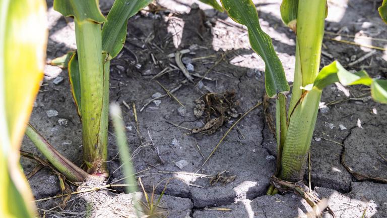 Corn crops in Illinois are hampered by a June 2023 drought. (Catrina Rawson / Illinois Farm Bureau)