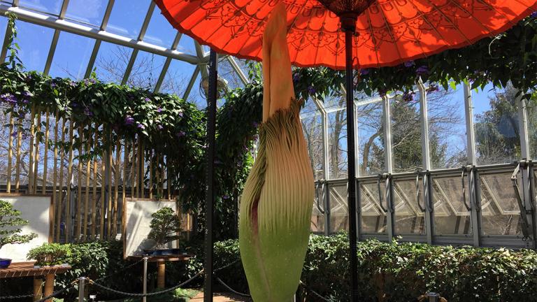 (Courtesy Chicago Botanic Garden)