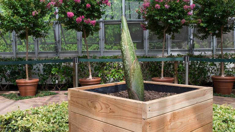 The corpse flower Spike is set to bloom in August. (Photo courtesy of the Chicago Botanic Garden)