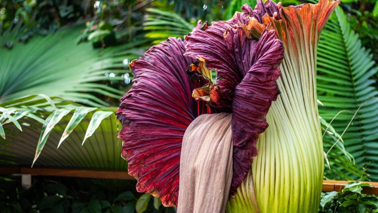 A wilting corpse flower. (Ward DeWitt / iStock)