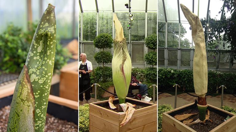 Spike, a corpse plant, on Aug. 3, left, Aug. 26, center, and Sept. 1 at the Chicago Botanic Garden.