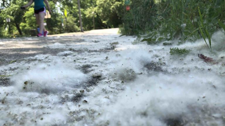 Cottonwood seed is piling up in River Park along the North Branch of the Chicago River. (Patty Wetli / WTTW News)