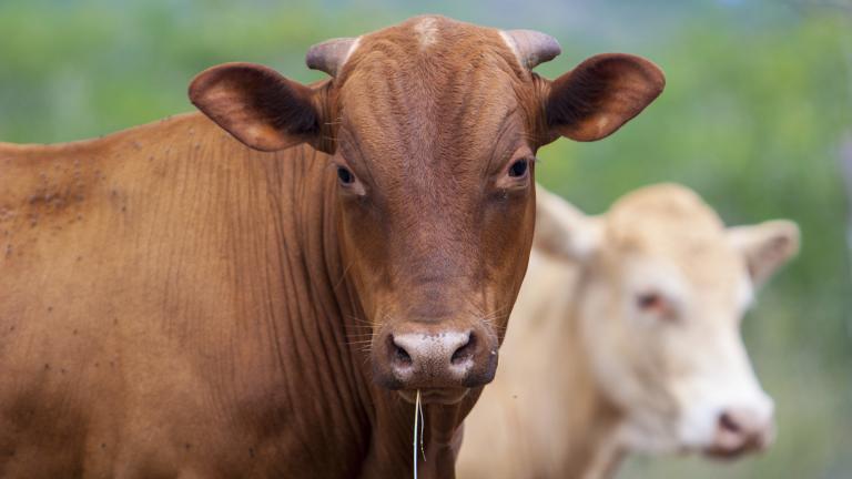 (Spike Stitch / Flickr)