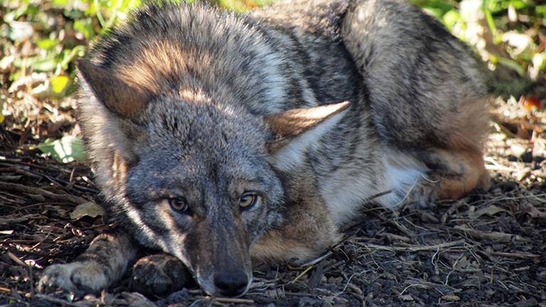 A coyote in Lincoln Park, near Belmont Harbor. (John Picken)