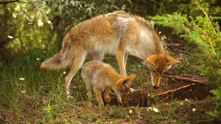 A coyote mom with pup are pictured in a file photo. (twildlife / iStock)