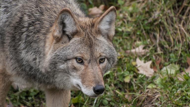 Coyotes | Chicago News | WTTW