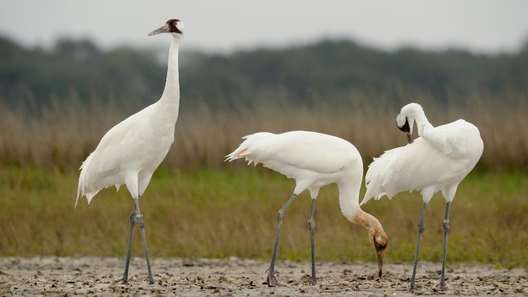 A whooping crane family (Klaus Nigge / U.S. Fish and Wildlife Service Headquarters / Flickr)