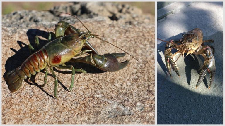 Can you tell them apart? That’s rusty crayfish, left, and virile crayfish, right. (Credit: Flickr Creative Commons)