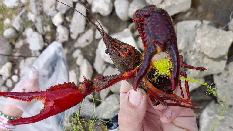 Red swamp crayfish pulled from the Chicago River during May 15 cleanup. (Twitter / @Bates-Jefferys)