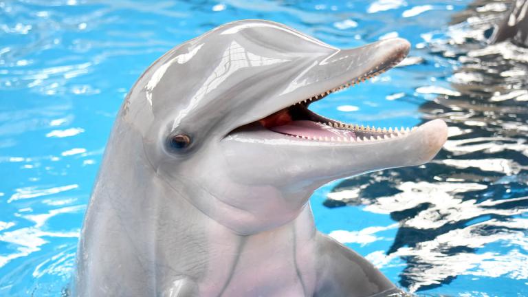 Magic, a bottlenose dolphin born at Brookfield Zoo in 2013. (Jim Schulz / Chicago Zoological Society)