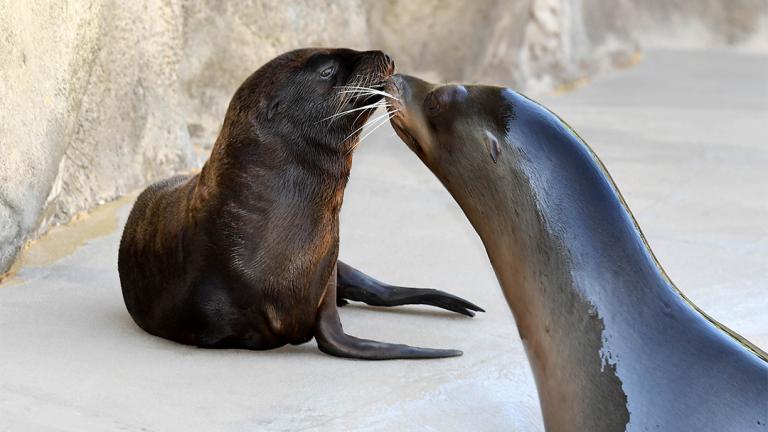 (Jim Schulz / Chicago Zoological Society)