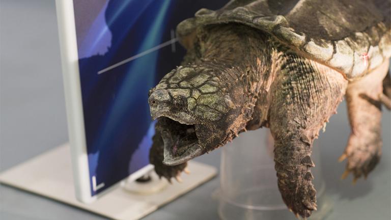 (Heidi Zeiger / © Shedd Aquarium)