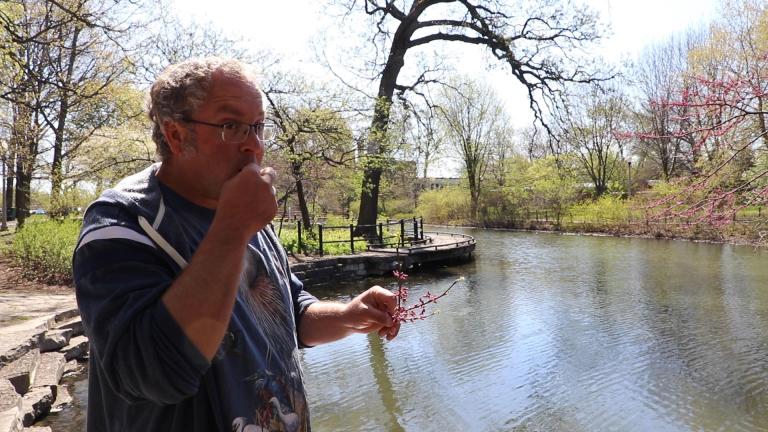 Professional forager Dave Odd tastes the flower of an eastern redbud tree in Chicago’s Gompers Park on Thursday, May 7, 2020. (Evan Garcia / WTTW News)