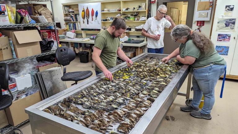 A team at the Field Museum processes birds killed in collisions with McCormick Place during a massive migratory wave Oct. 4-5, 2023. (Daryl Coldren / Field Museum)