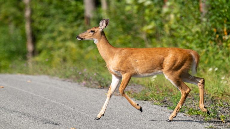 Research suggests collisions with deer can spike up to 16% in the week following the time change. (Joan D Squared / iStock)