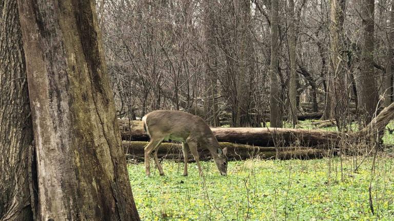 A deer grazing in LaBagh Woods, a Cook County forest preserve, spring 2024. (Patty Wetli / WTTW News)