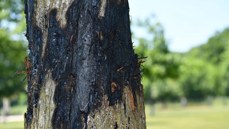 This June 13, 2021 photo provided by the Forest Preserve District of Will County in Naperville, Ill., shows a tree at Whalon Lake Dog Park in Naperville that dog owner Asher Thomas sprayed, along with over a dozen other trees, with a pruning sealer that he thought would prevent further damage after another dog owner's German shepherd had gnawed away the bark. (Anthony Schalk / Forest Preserve District of Will County via AP)