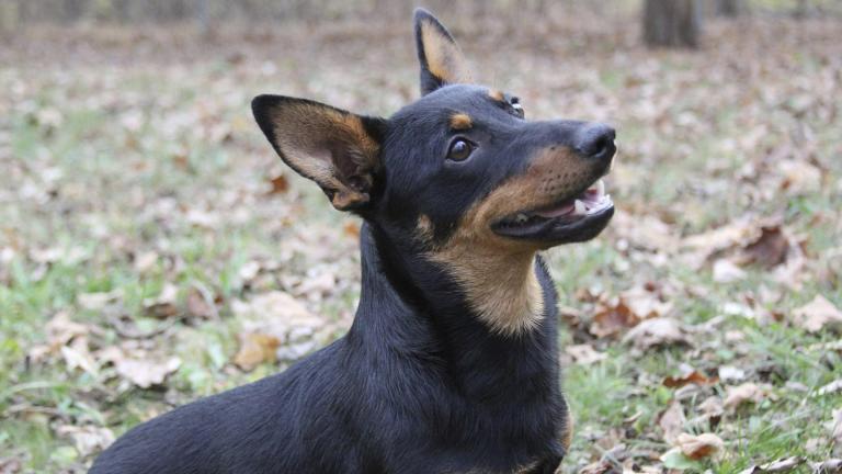 Lex, a Lancashire heeler, sits at attention, Friday, Dec. 29, 2023, in Morristown, N.J. The Lancashire heeler, is the latest breed recognized by the American Kennel Club. (Michelle Barlak via AP)