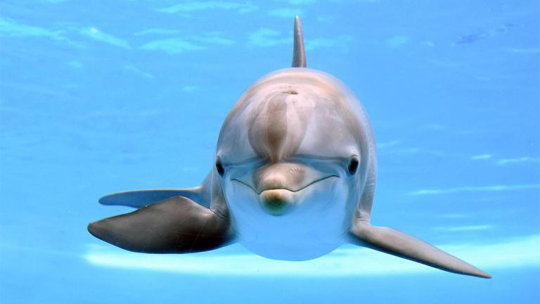 (Jim Schulz / Chicago Zoological Society)