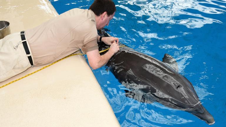 An animal care specialist at Brookfield Zoo measures the girth of a dolphin. (Courtesy Chicago Zoological Society) 