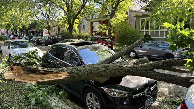 One of the hundreds of downed trees on Chicago's North Side following severe thunderstorms, May 16, 2025. (Patty Wetli / WTTW News)