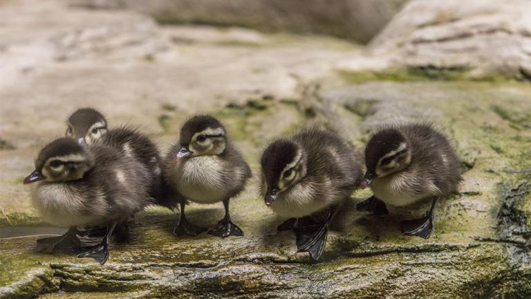 (Brenna Hernandez / ©Shedd Aquarium)