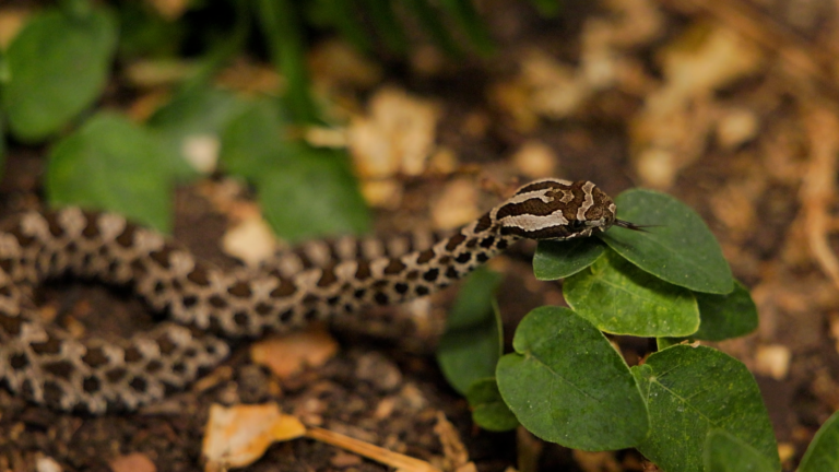 Eastern massasauga rattlesnakes are a Great Lakes native. Hunted out of fear, these snakes are actually quite shy and likely to avoid humans, experts say. (Courtesy of Lincoln Park Zoo)