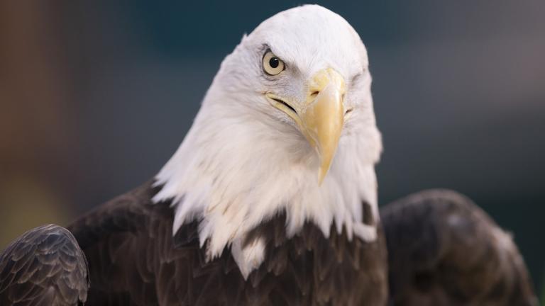 This Jan. 5, 2020, photo shows a bald eagle in Philadelphia. (AP Photo / Chris Szagola, File)