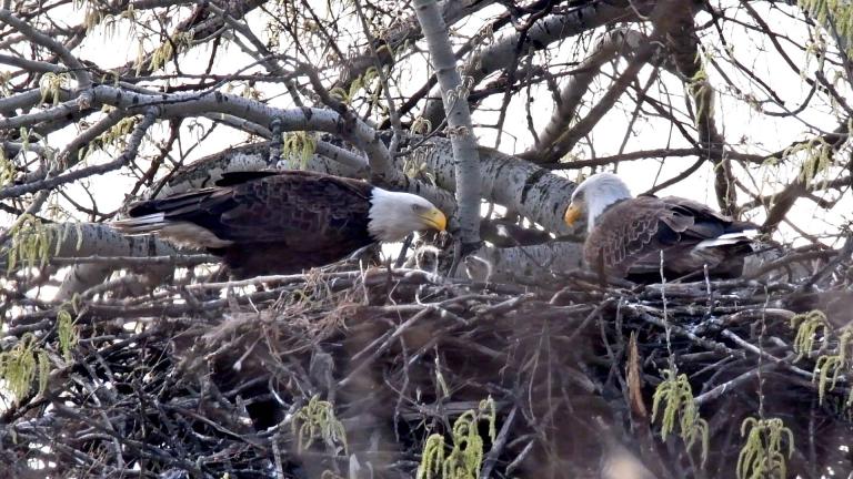 Eaglet heads poke above the top of their nest in 2023. Fingers crossed for a repeat in 2024. (Will County Forest Preserve / Chad Merda)