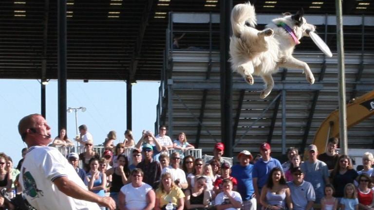 Easy Rider, a member of the Disc-Connected K9s Frisbee Dog Team, is performing at the Chicagoland Pet Expo this weekend. (Courtesy of Disc-Connected K9s Frisbee Dog Team)