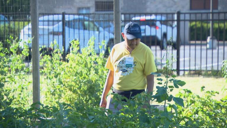 Elvis Sanchez works in a produce farm program through Urban Autism Solutions. (WTTW News)