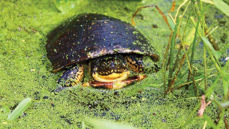 The Blanding’s turtle is classified as endangered in Illinois. (Courtesy Chicago Wilderness) 