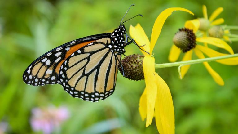 Conservation advocates worry that proposed legislation in Illinois could make it harder to protect vulnerable populations of monarch butterflies, which face a number of threats in the state. (Patrick Williams / Openlands) 