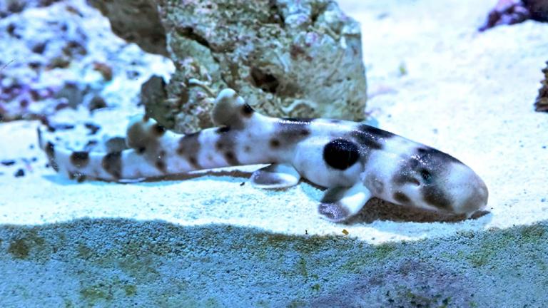 This epaulette shark pup hatched Aug. 23, 2023, at Brookfield Zoo, born from what staff believe was an unfertilized egg. (Jim Schulz / CZS-Brookfield Zoo)