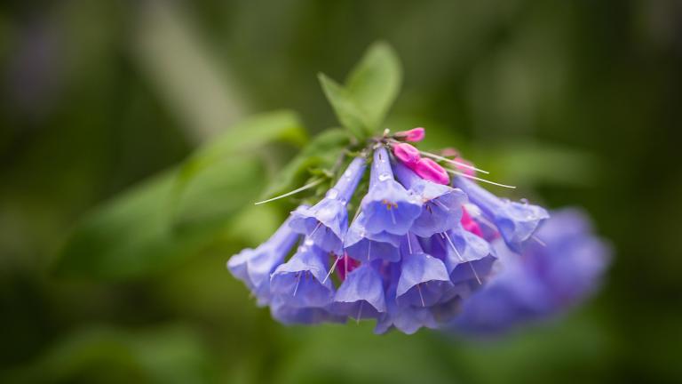 Virginia bluebells are among the spring ephemerals blooming thanks to forest preserve restoration work. (Cindy Parks / Pixabay)