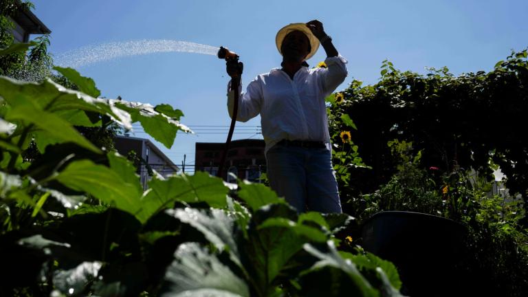 Hazel White, mother of Alicia White, who is the president and founder of the Project Petals, waters plants at Paradise Community Garden, Friday, Aug. 8, 2025, in Inwood, N.Y. (AP Photo / Yuki Iwamura)