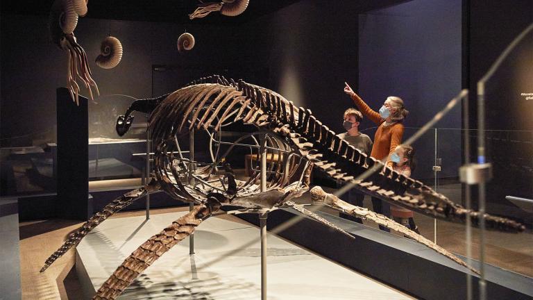 Jurassic Oceans: Monsters of the Deep will be on view at the Field Museum until Sept. 5, 2022. (Field Museum / Michelle Kuo)