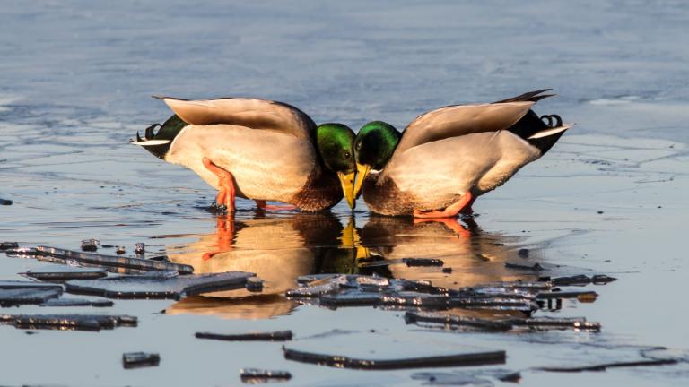 One of the 2020 photo contest winners, taken at Oak Forest Heritage Preserve. (Credit: Sharon Dobben)