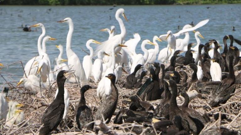 Great egrets and double-crested cormorants at the rookery in the middle of Baker's Lake. (Forest Preserve District of Cook County / Facebook)