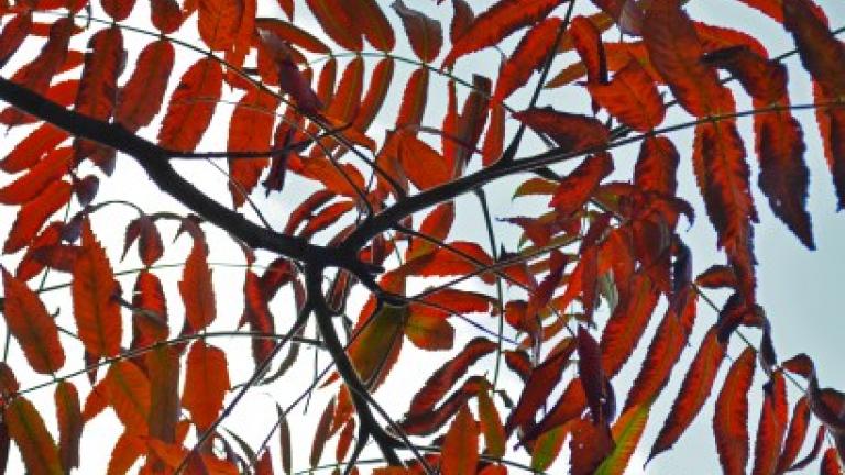 Staghorn Sumac. Image credit: The Morton Arboretum