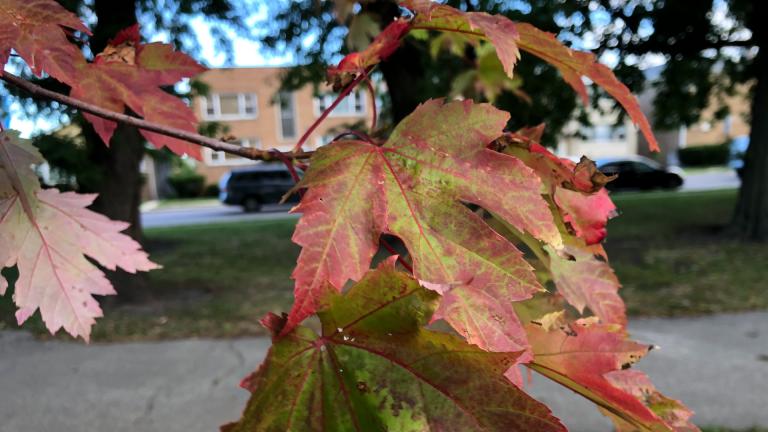 What triggers the internal prompt that tells a tree "Oh hey, winter's coming"? It's a mystery to researchers. (Patty Wetli / WTTW News)