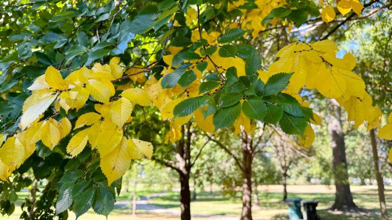 Green is still the dominant tree color in Chicago, but things are starting to change, as seen in River Park on the city’s North Side, Oct. 7, 2024. (Patty Wetli / WTTW News)