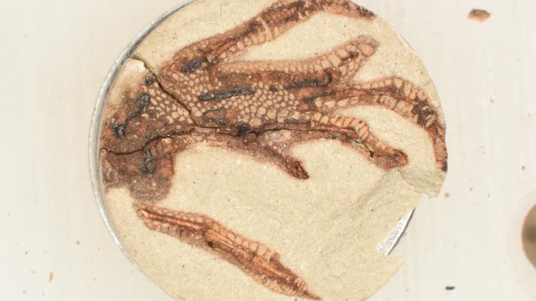 A synthetically fossilized lizard foot created by Field Museum scientists who recently developed a way to simulate key parts of the fossilization process. (Courtesy Field Museum)