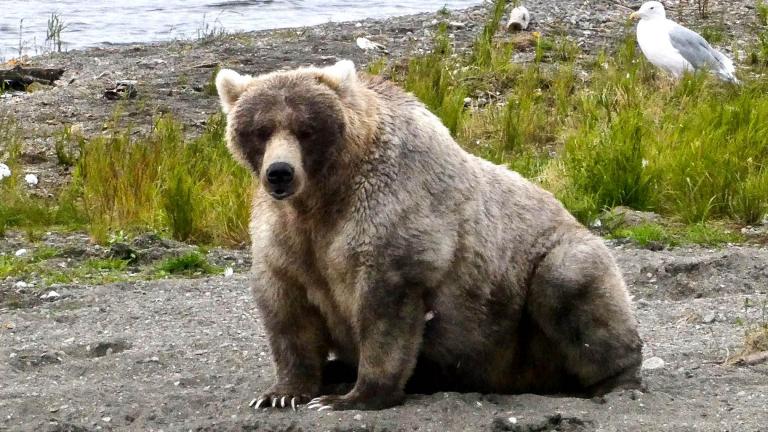 Holly, the 2019 Fat Bear champ, is looking to defend her crown. (Katmai National Park & Preserve / Facebook) Holly, the 2019 Fat Bear champ, is looking to defend her crown. (Katmai National Park & Preserve / Facebook)