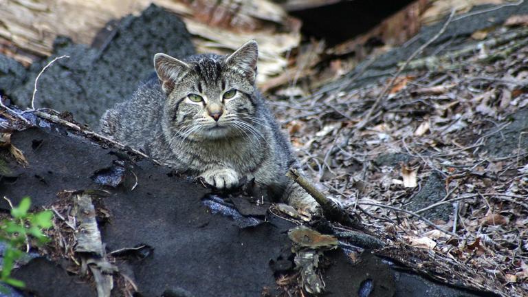 Cook County Animal And Rabies Control Chicago News Wttw