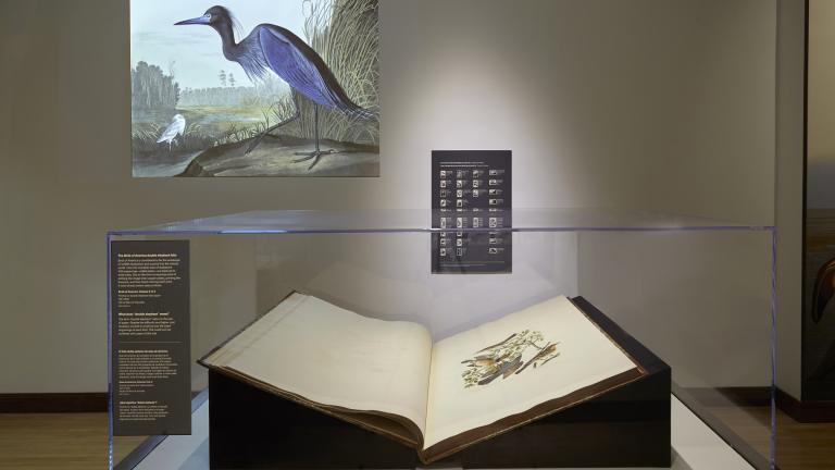 A new exhibit at the Field Museum showcases “The Birds of America,” a groundbreaking book published by painter and ornithologist John James Audubon. (Michelle Kuo / Field Museum)